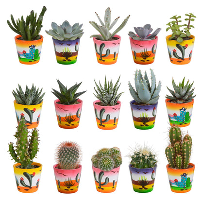 Cactus en vetplanten mix | 15 stuks