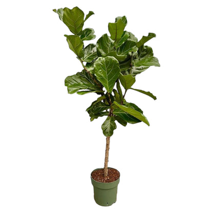 Ficus Lyrata stam | XL