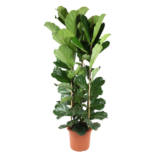 Ficus Lyrata struik | XXL