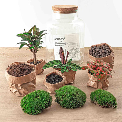 Milky Palm | DIY terrarium