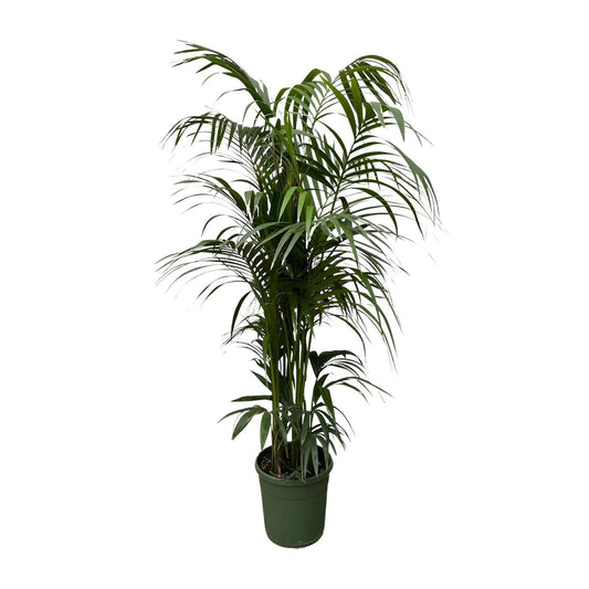 Kentia palm | XXL