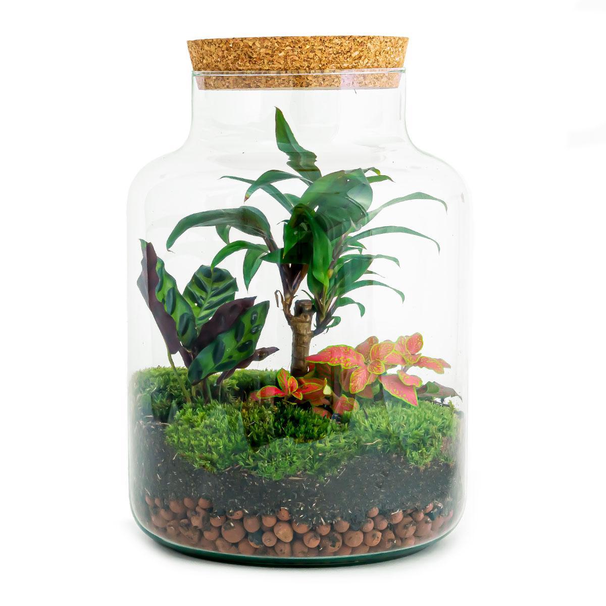 Milky Palm | DIY terrarium