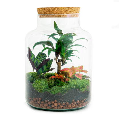 Milky Palm | DIY terrarium