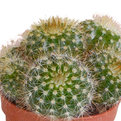 Cactus mix | 10 stuks