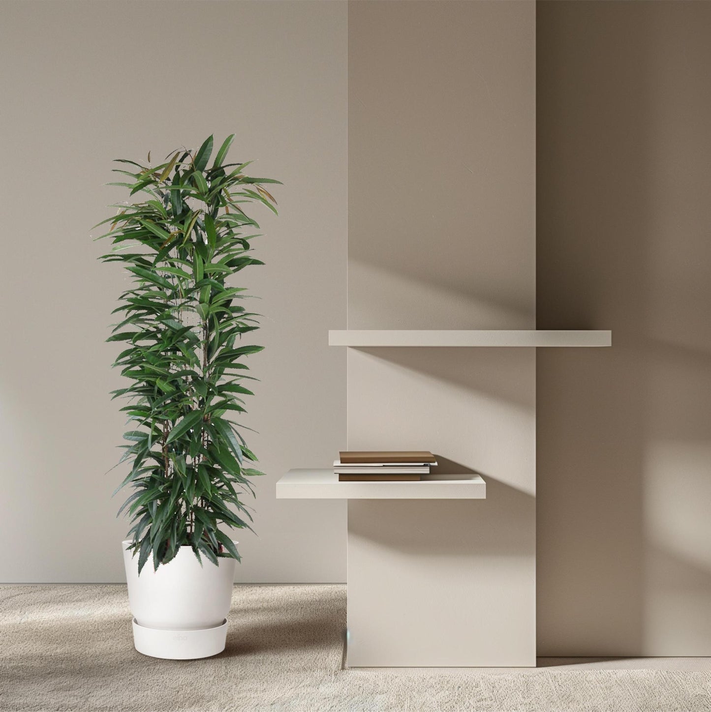 Ficus Alii King zuil