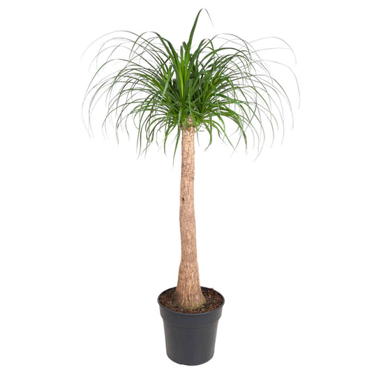 Beaucarnea op stam