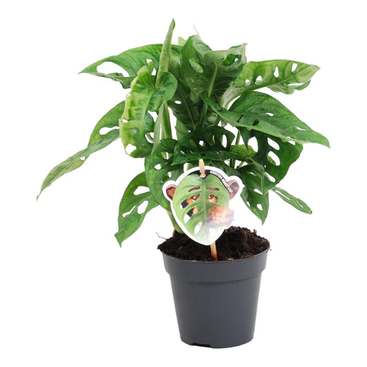 Monstera obliqua Monkey Leaf
