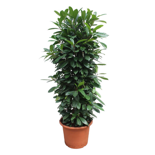 Ficus Cyathistipula gaasrek
