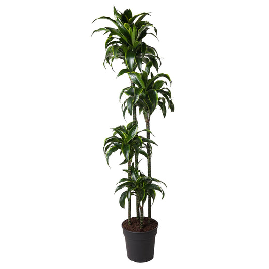 Dracaena Dorado | XL