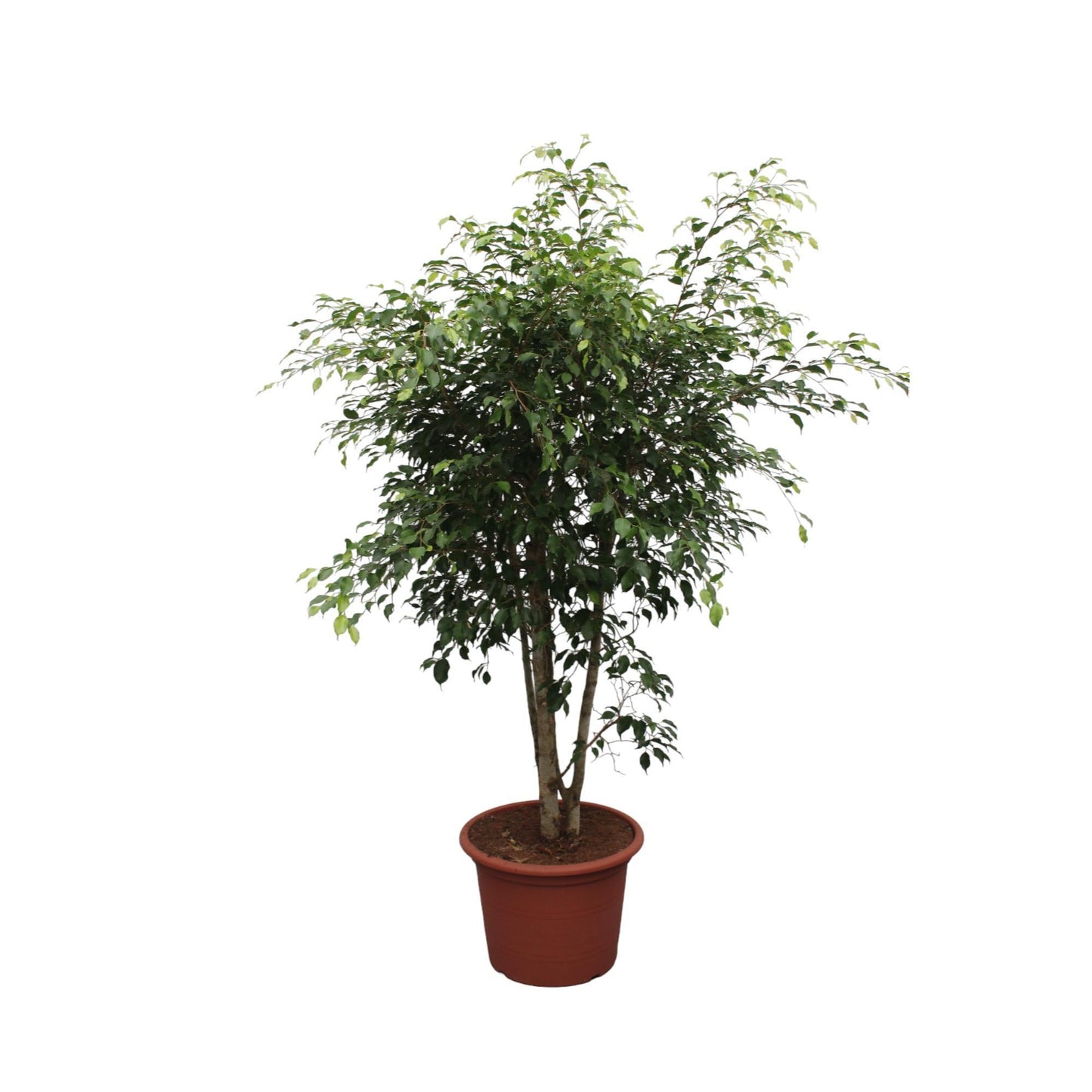 Ficus Benjamina Exotica vertakt