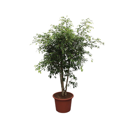 Ficus Benjamina Exotica vertakt