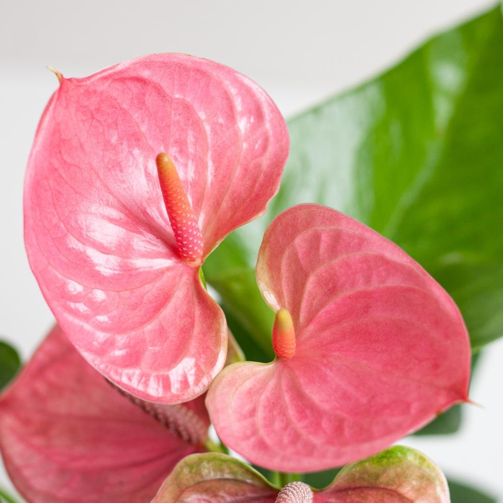 Anthurium Pink explosion met pot