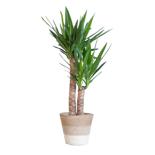 Yucca Elephantipes met pot