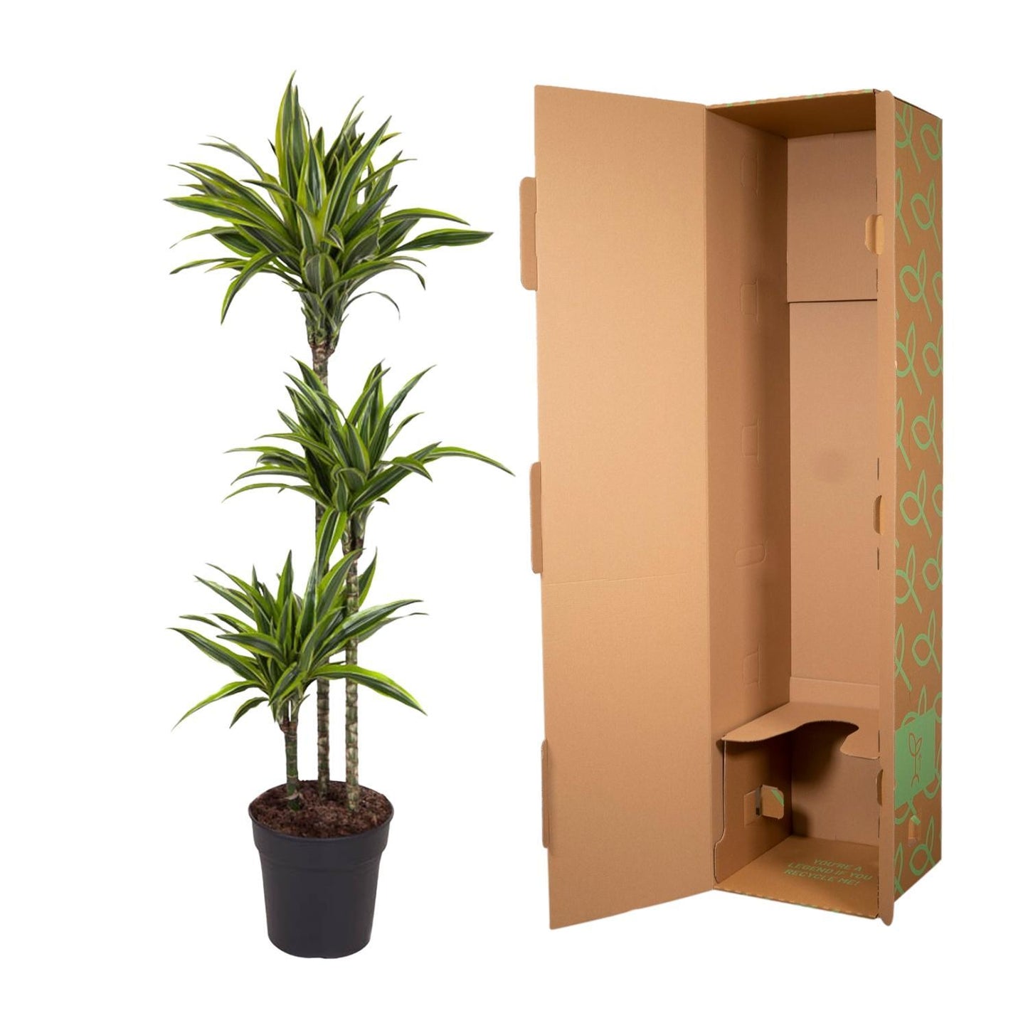 Dracaena Lemon Lime