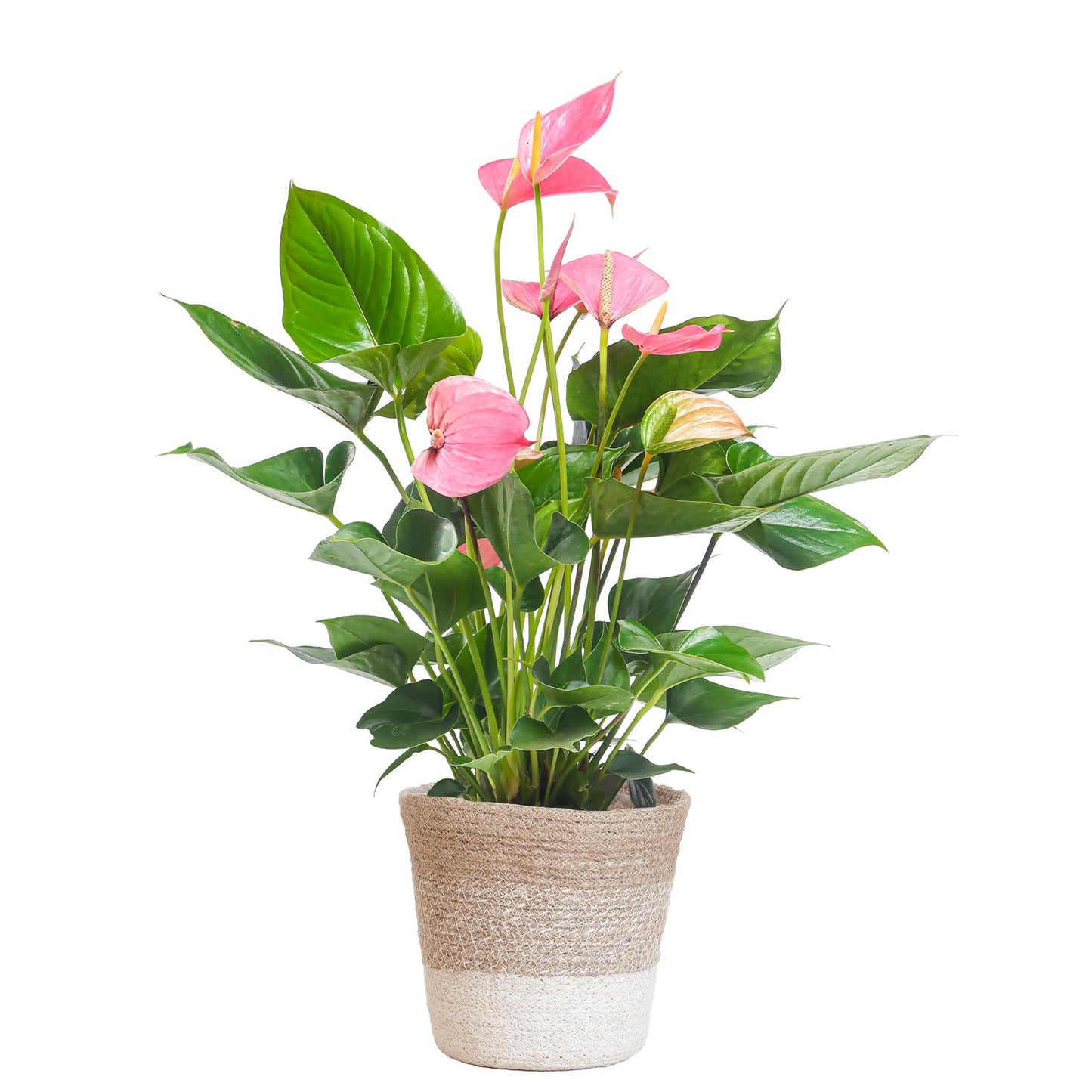 Anthurium Pink explosion met pot