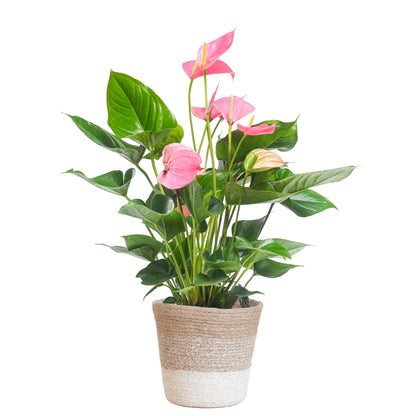 Anthurium Pink explosion met pot