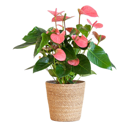 Anthurium Pink explosion met pot