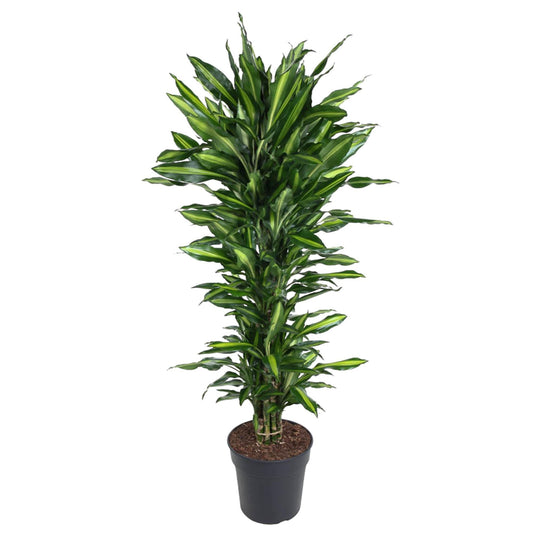 Dracaena Cintho vertakt | XL
