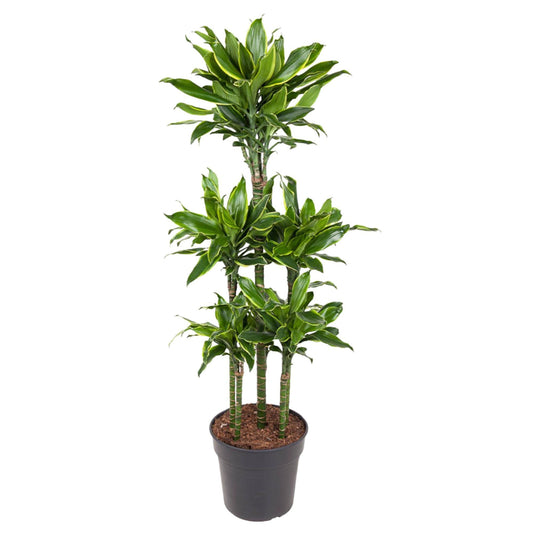 Dracaena Golden Coast Carrousel