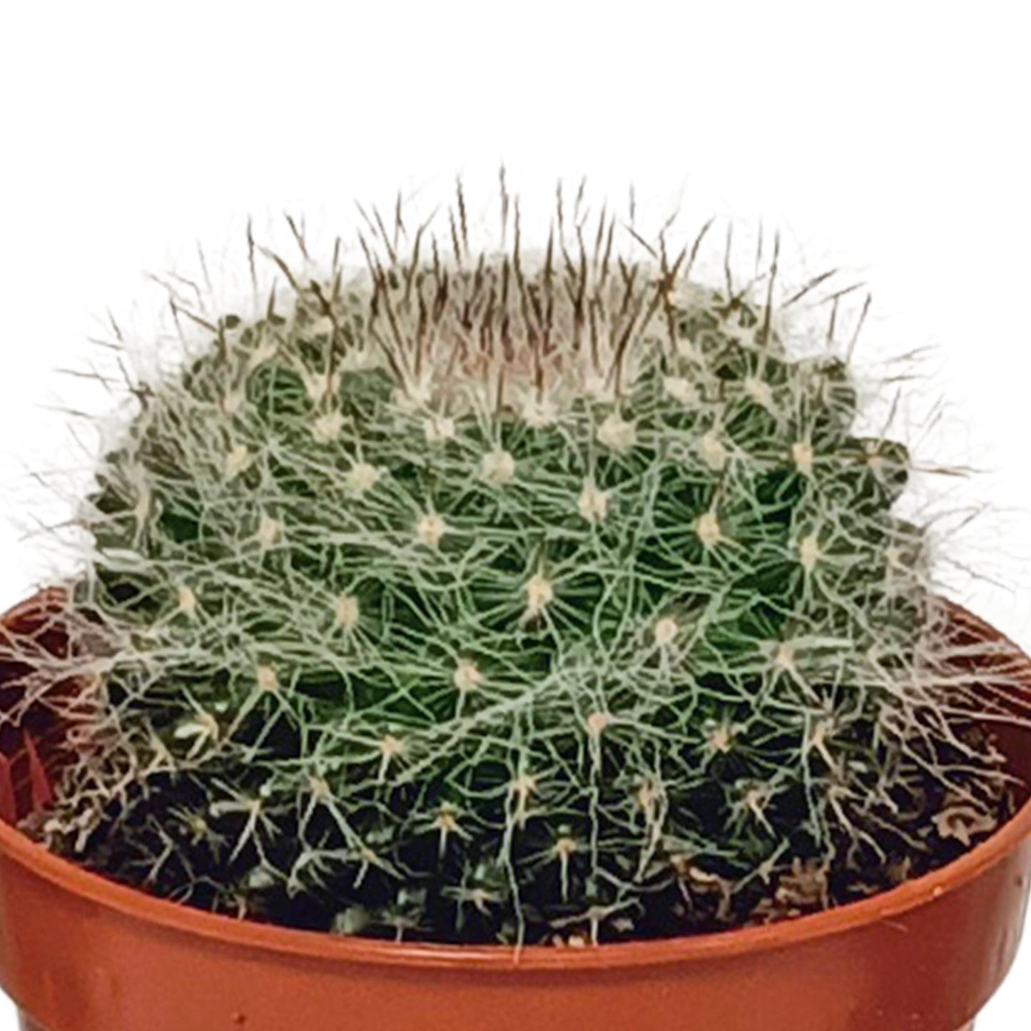 Cactus mix | 10 stuks