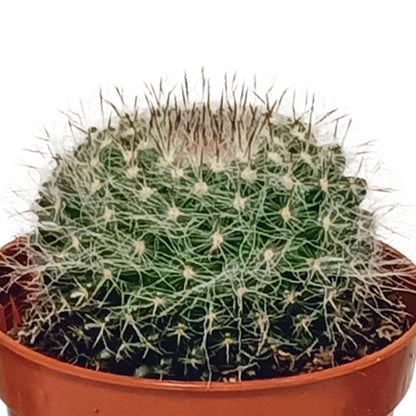 Cactus mix | 10 stuks