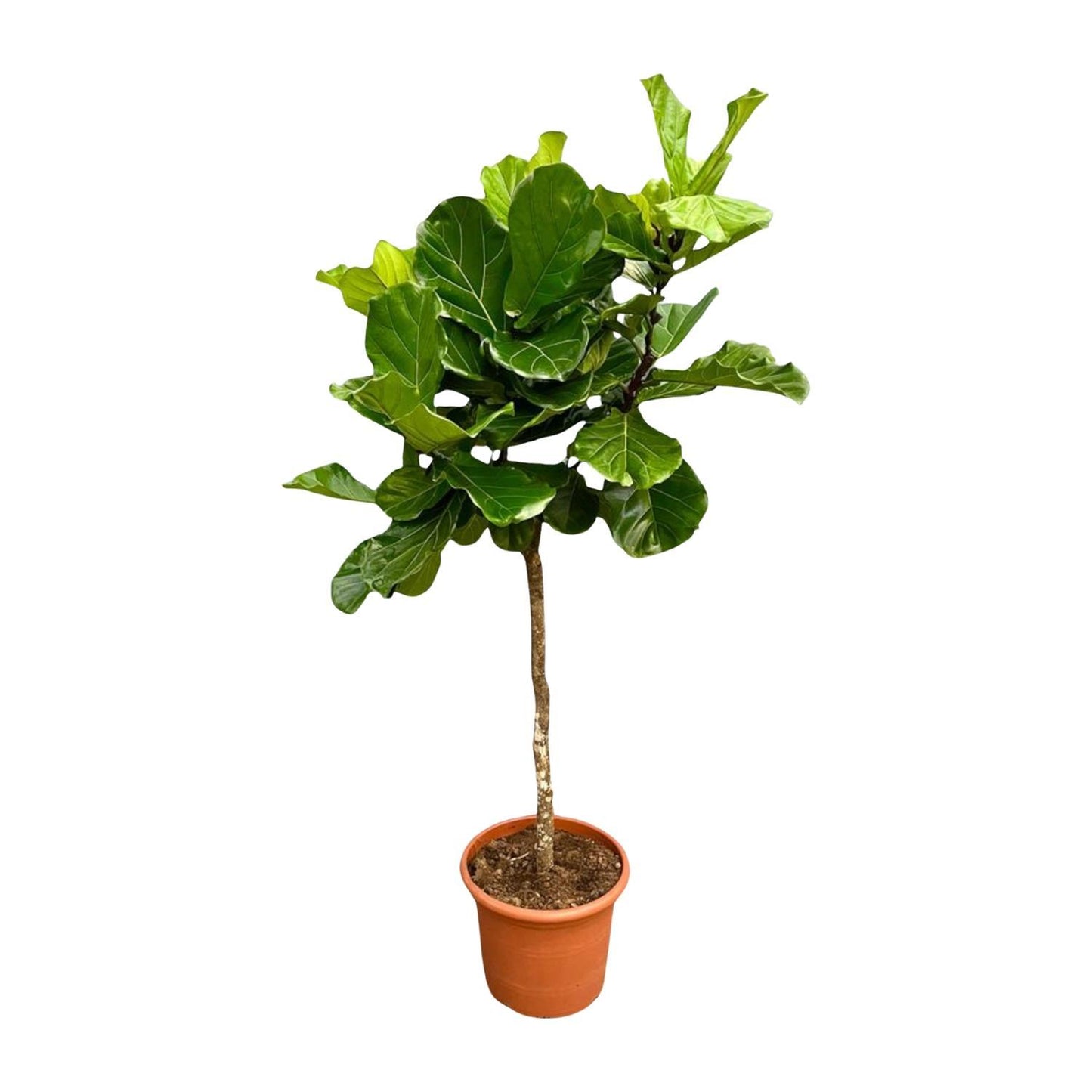 Ficus Lyrata boom | XXL