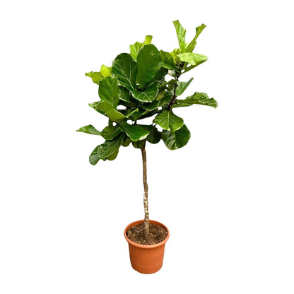 Ficus Lyrata boom | XXL