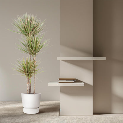 Dracaena Bicolor