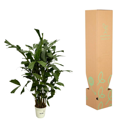 Caryota Mitis