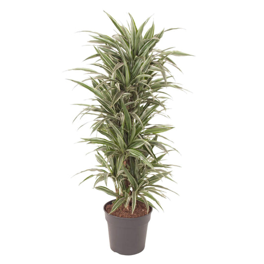 Dracaena Warneckei vertakt