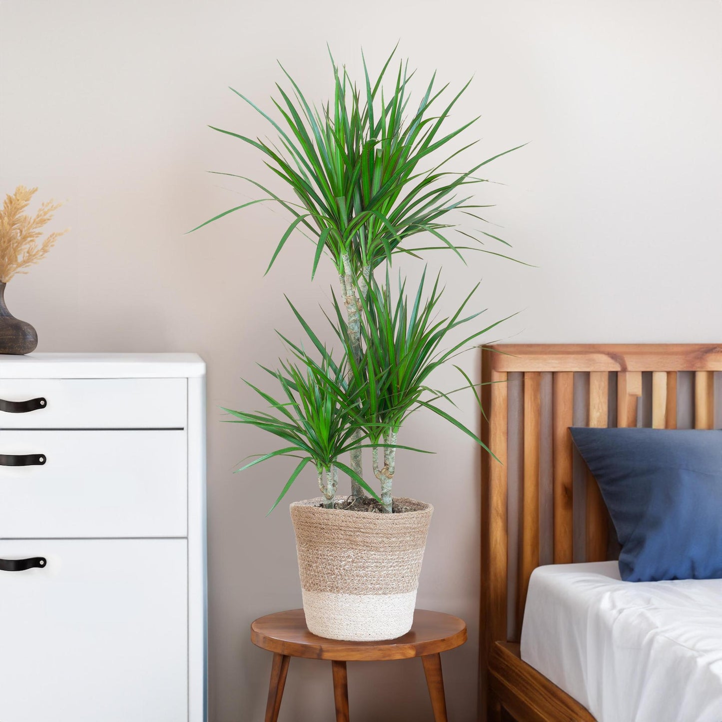 Dracaena Marginata met pot