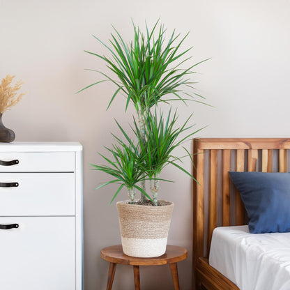 Dracaena Marginata met pot