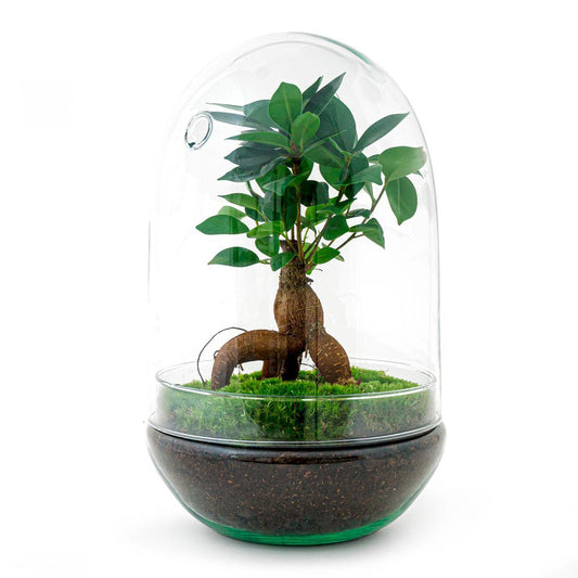 Egg L Bonsai | DIY terrarium