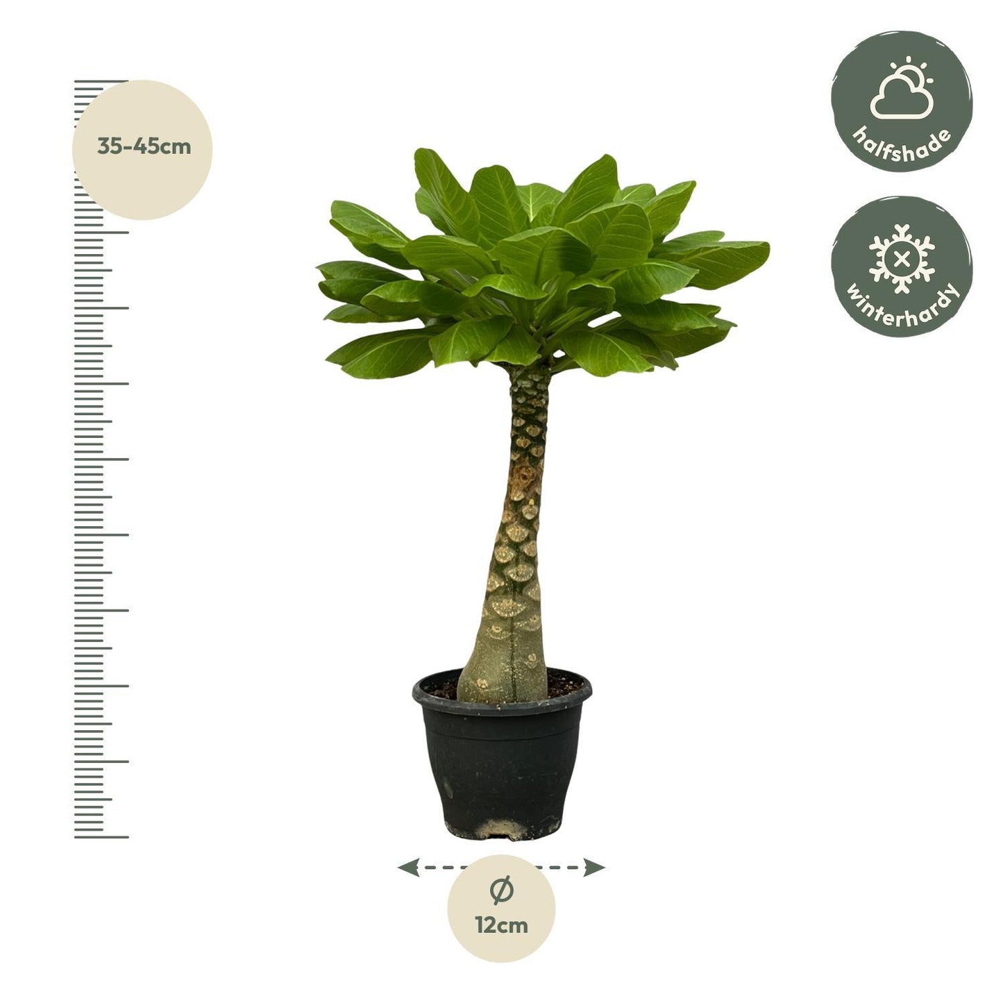 Birghamia Insignis