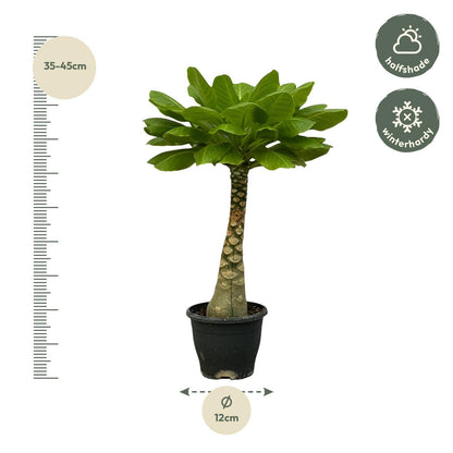 Birghamia Insignis