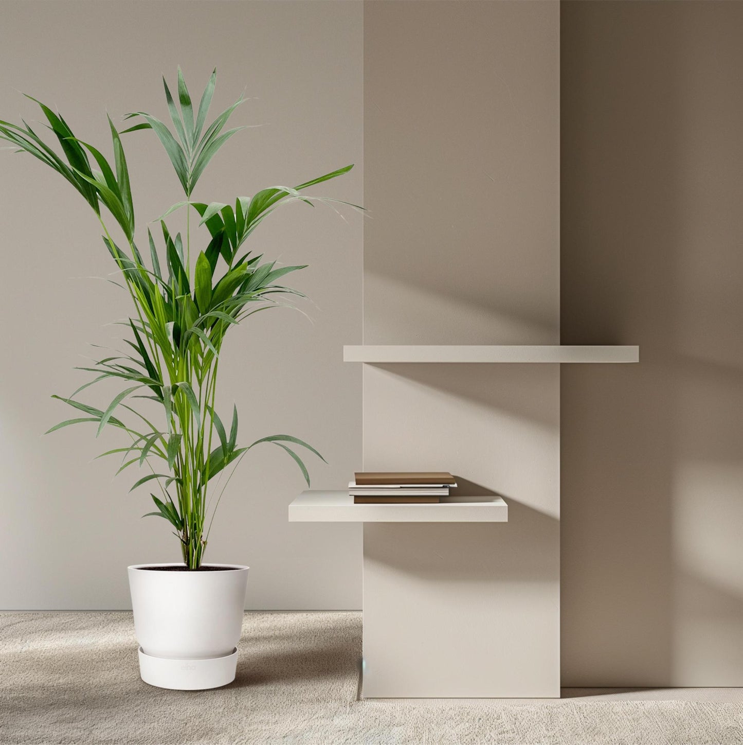 Kentia palm | XL