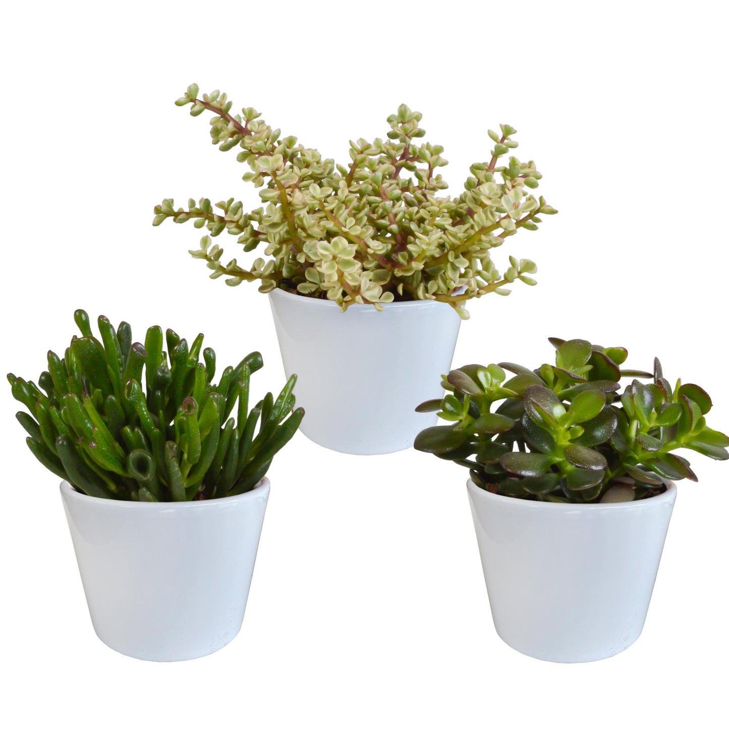 Crassula mix | 3 stuks
