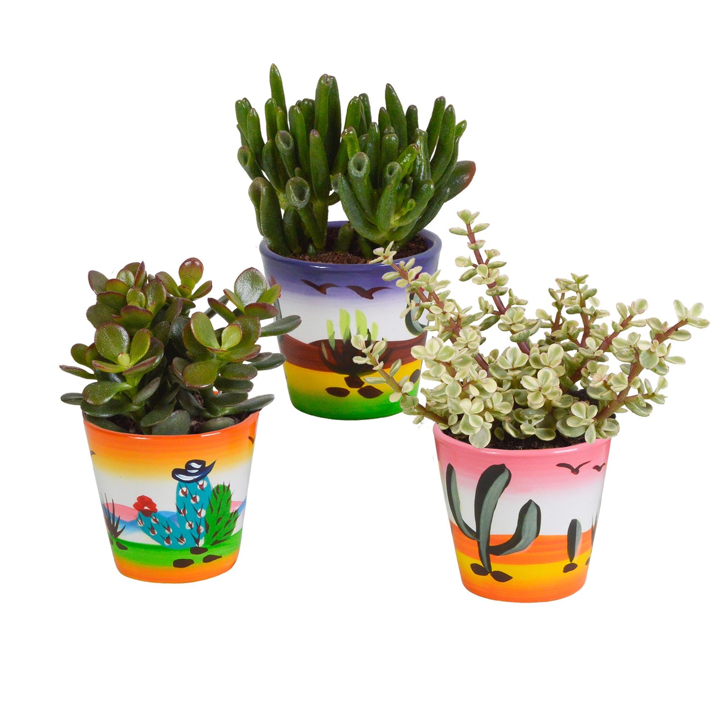Crassula mix | 3 stuks