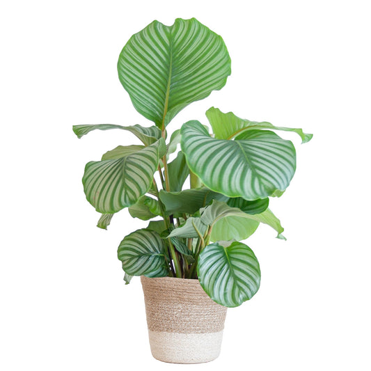 Calathea Orbifolia met pot