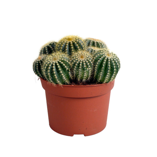Eriocactus warasii