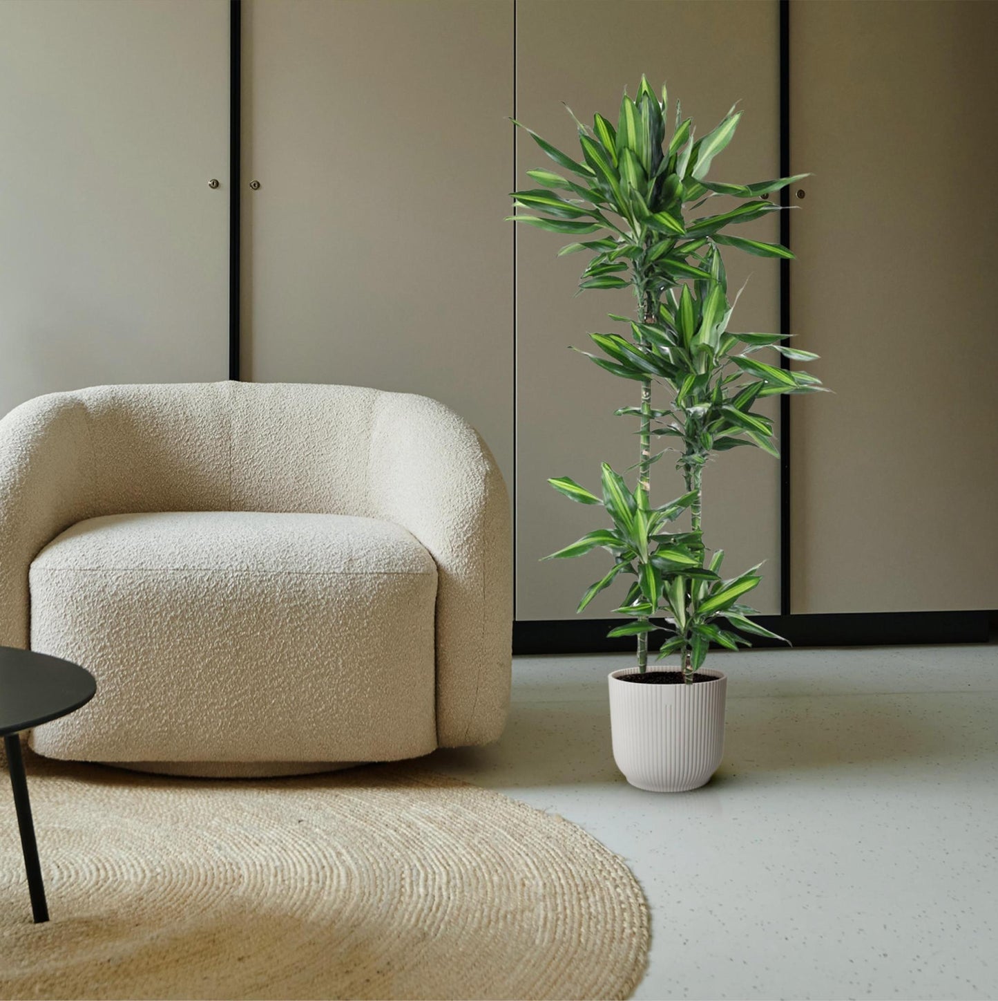 Dracaena Cintho
