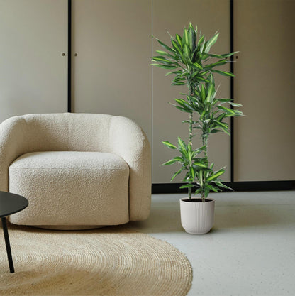 Dracaena Cintho