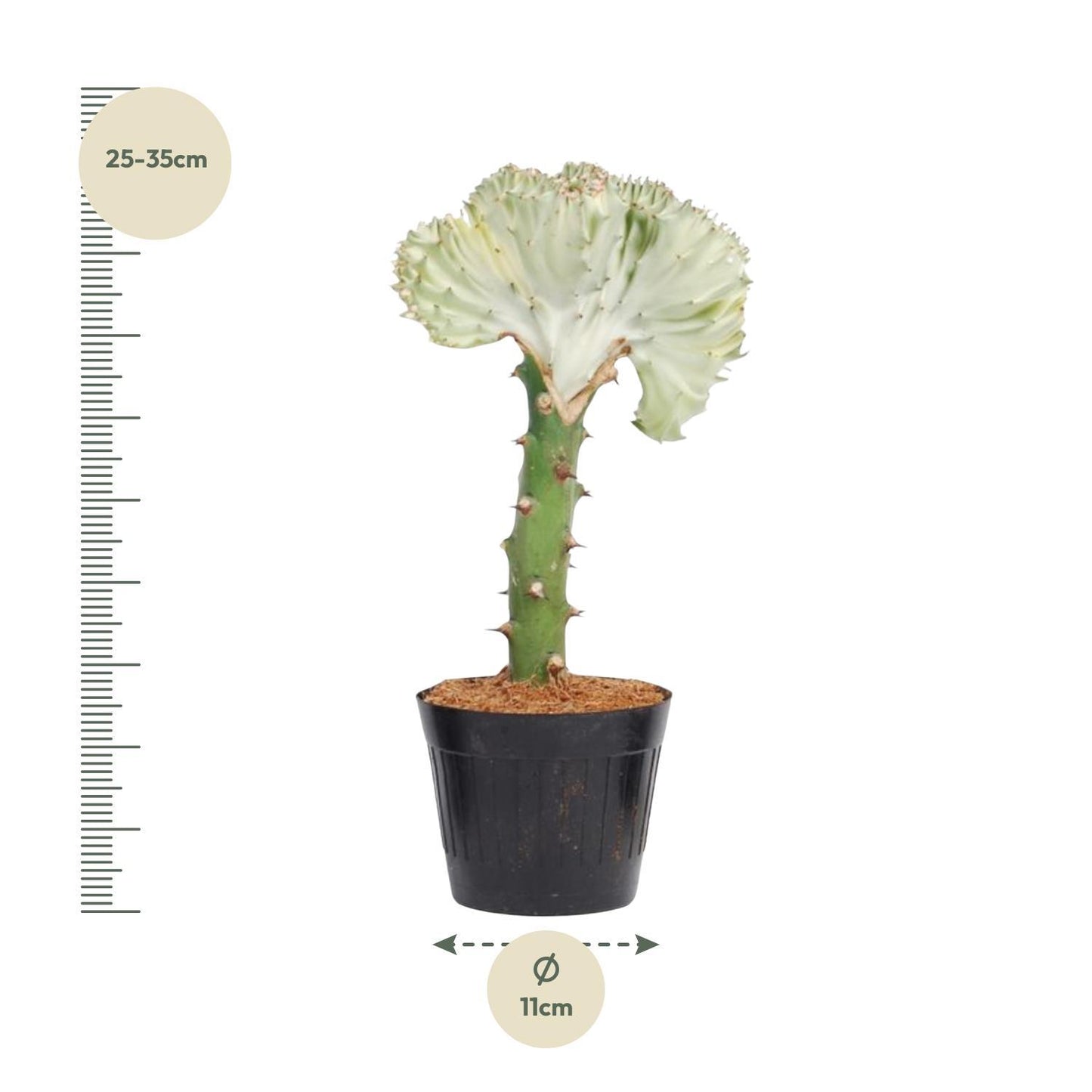 Euphorbia lactea Cristata wit