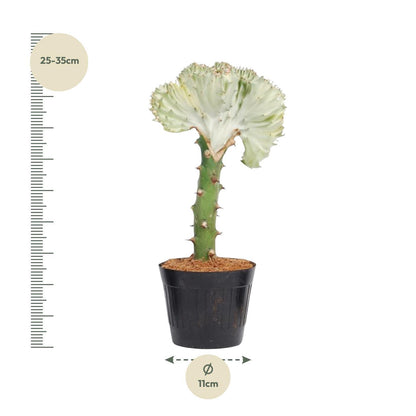 Euphorbia lactea Cristata wit