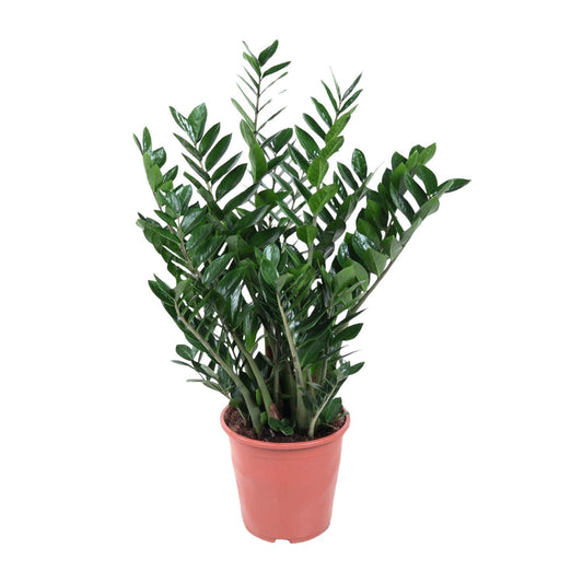 Zamioculcas Zamiifolia