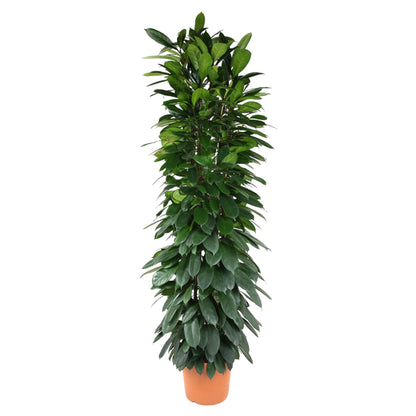 Ficus Cyatistipula zuil