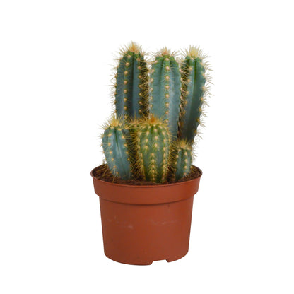 Pilosocereus azureus
