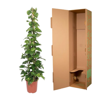 Epipremnum Aureum pyramide