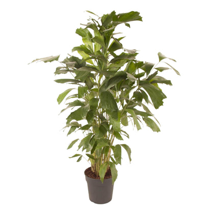 Caryota Mitis