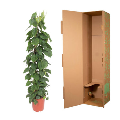 Philodendron Scandens gaasrek